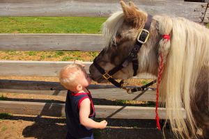 the-pony-whisperer_l